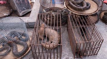 Tech, crypto firms to help tackle illegal wildlife trade