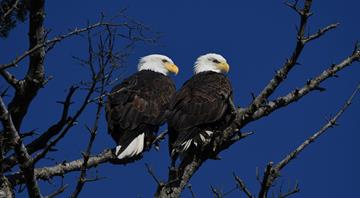 Trump administration rule weakens protections for threatened species