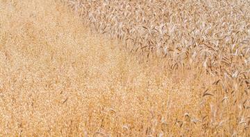 Far more countries face critical food insecurity if world heats up by 2C, analysis shows
