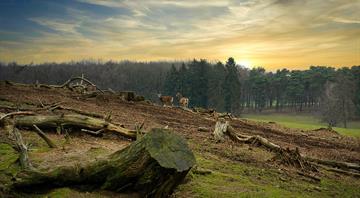 UK government plans new rules to tackle illegal deforestation