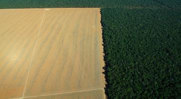 Major Brazilian grain traders quit Amazon conservation pact