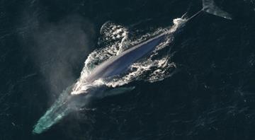 New diets, bubble tricks and learning to share: The fascinating ways whales adapt to climate change