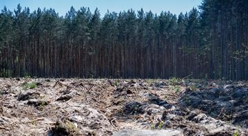 How protecting nature could make the world safer