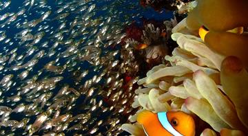 How the oceans’ coral reefs could be the secret weapon to tackle food insecurity around the world