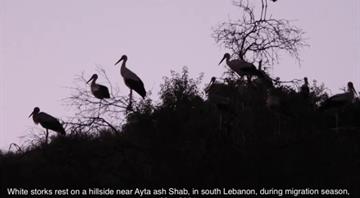 Scorching the Monk Forest: Israel’s ecocide in southern Lebanon