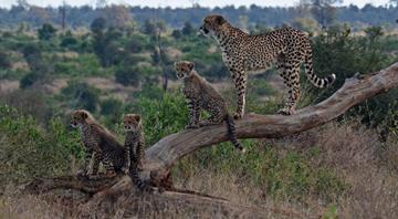 We can now track animal panic from space. Here's why it matters