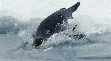 Protections for emperor penguins in focus as Antarctica talks start in Japan