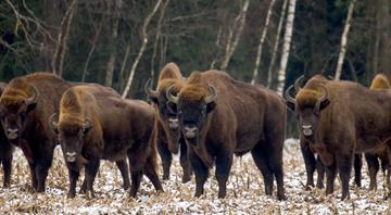 From biodiversity to carbon capture: Saving bison from extinction has brought big benefits to Europe