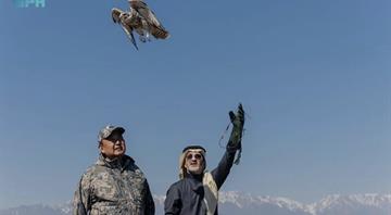Kazakhstan releases endangered saker falcons in Saudi-backed restoration drive
