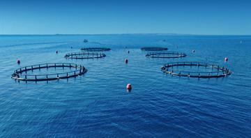 Abu Dhabi Achieves a Historic Milestone As the Sustainable Fisheries Index Reaches 100%