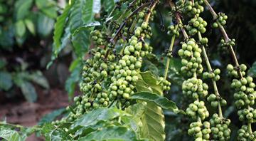 Coffee-growing countries becoming too hot to cultivate beans, analysis finds