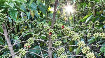 Coffee companies launch satellite-based program to track deforestation