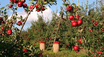 ‘Pesticide cocktails’ polluting apples across Europe, study finds