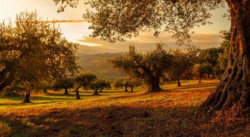 ‘These trees may not survive’: Jordan’s ancient olive harvest wilts under record-breaking heat