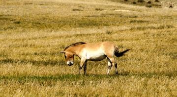 ‘Small miracle’: Przewalski’s horses adapt to radioactive Chernobyl