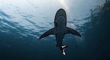  UN biodiversity treaty enters into force, aims to protect 30% of oceans by 2030