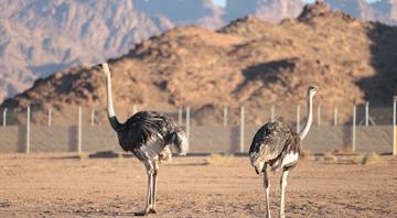 ReWild Arabia milestone as the “camel bird’’ returns to Prince Mohammed bin Salman Royal Reserve after an absence of almost 100 years