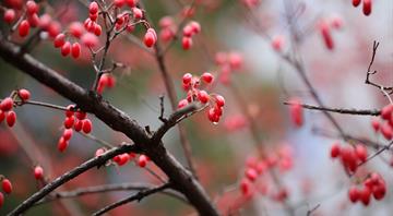 Study finds one-fifth of flowering plant history is at risk