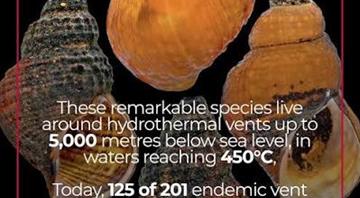 Deep-sea mining threatens molluscs holding promise for science, Red List shows
