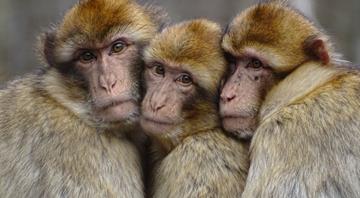 'World first' gene project helping rare monkeys