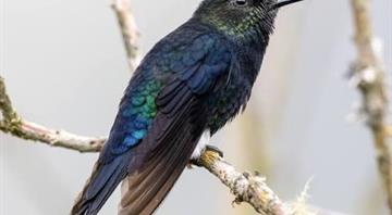 An ancient forest in Ecuador is the last stand for a tiny hummingbird facing extinction