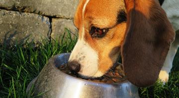 Dog food accounts for 1% of UK greenhouse gas emissions, study finds