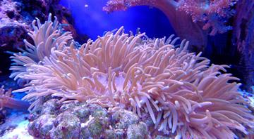 Abu Dhabi scientists stress-test corals to find out which can stand the heat of climate change