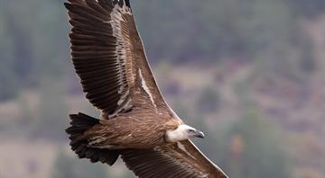 Return of Sardinia’s griffon vultures hailed as one of Italy’s greatest conservation success stories