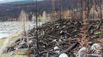 Climate change threatens global plant species as habitats shrink