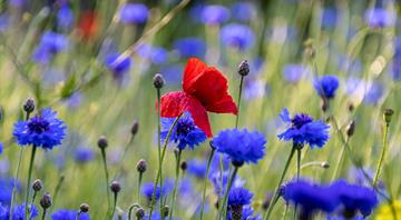 Why wildflowers are moving from meadows to the city