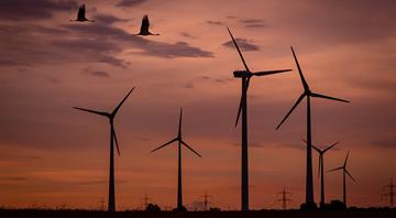 Two new studies could change critics’ opinions about how many birds die from wind turbines